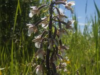 Epipactis palustris 58, Moeraswespenorchis, Saxifraga-Jan van der Straaten
