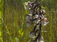 Epipactis palustris 60, Moeraswespenorchis, Saxifraga-Jan van der Straaten