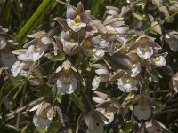 Epipactis palustris 62, Moeraswespenorchis, Saxifraga-Jan van der Straaten