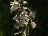 Epipactis palustris 63, Moeraswespenorchis, Saxifraga-Jan van der Straaten