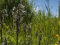 Epipactis palustris 65, Moeraswespenorchis, Saxifraga-Jan van der Straaten