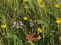 Epipactis palustris 66, Moeraswespenorchis, Saxifraga-Hans Boll