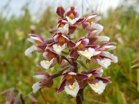 Epipactis palustris 68, Moeraswespenorchis, Saxifraga-Ed Stikvoort