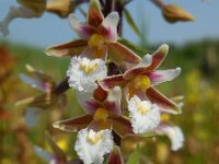 Epipactis palustris 70, Moeraswespenorchis, Saxifraga-Ed Stikvoort