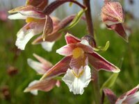 Epipactis palustris 73, Moeraswespenorchis, Saxifraga-Ed Stikvoort