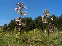 Moeraswespenorchis Braakman-Noord ZV 13-6-14 (Ed Stikvoort)