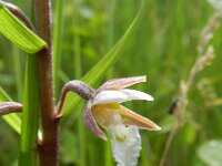 Epipactis palustris 77, Moeraswespenorchis, Saxifraga-Rutger Barendse