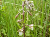 Epipactis palustris 78, Moeraswespenorchis, Saxifraga-Rutger Barendse