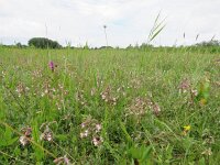 Epipactis palustris 85, Moeraswespenorchis, Saxifraga-Mark Zekhuis