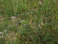 Epipactis palustris 91, Moeraswespenorchis, Saxifraga-Hans Boll