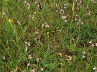 Epipactis palustris 92, Moeraswespenorchis, Saxifraga-Hans Boll