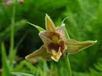 Epipactis veratrifolia 4, Saxifraga-Ed Stikvoort