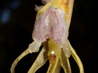 Epipogium aphyllum 1, Saxifraga-Hans Dekker