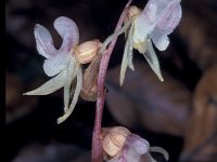 Epipogium aphyllum 2, Saxifraga-Hans Dekker