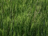 Equisetum fluviatile, Water Horsetail