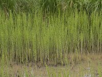 Equisetum fluviatile 102, Holpijp, Saxifraga-Jan Nijendijk