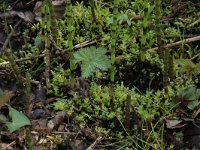 Equisetum fluviatile 33, Holpijp, Saxifraga-Hans Boll