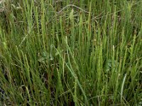 Equisetum fluviatile 78, Holpijp, Saxifraga-Ed Stikvoort