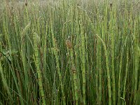 Equisetum fluviatile 99, Holpijp, Saxifraga-Ed Stikvoort