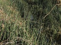 Equisetum hyemale, Common Scouring Rush