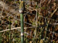 Equisetum hyemale 34, Schaafstro, Saxifraga-Ed Stikvoort : Consdorfer Millen - Müllerthal - Berdorf - Echternach