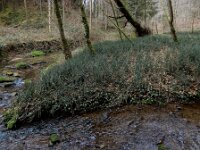Equisetum hyemale 36, Schaafstro, Saxifraga-Ed Stikvoort : Müllerthal - Beaufort - Larochelle