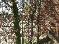 Equisetum hyemale var affine 33, Saxifraga-Rutger Barendse