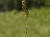Equisetum palustre, Marsh Horsetail