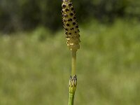 Equisetum palustre 1, Lidrus, Saxifraga-Marijke Verhagen