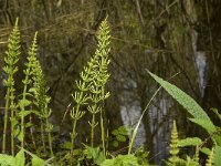 Equisetum palustre 10, Lidrus, Saxifraga-Jan van der Straaten