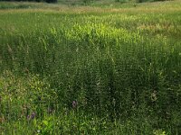 Equisetum palustre 13, Lidrus, Saxifraga-Hans Boll