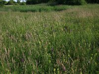 Equisetum palustre 14, Lidrus, Saxifraga-Hans Boll