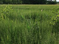 Equisetum palustre 16, Lidrus, Saxifraga-Hans Boll