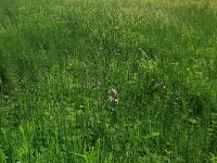 Equisetum palustre 17, Lidrus, Saxifraga-Hans Boll