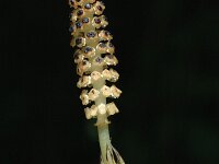 Equisetum palustre 2, Lidrus, Saxifraga-Marijke Verhagen