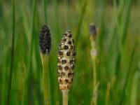 Equisetum palustre 27, Lidrus, Saxifraga-Ed Stikvoort