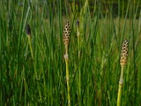 Equisetum palustre 28, Lidrus, Saxifraga-Ed Stikvoort