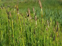 Equisetum palustre 29, Lidrus, Saxifraga-Ed Stikvoort