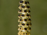 Equisetum palustre 3, Lidrus, Saxifraga-Marijke Verhagen