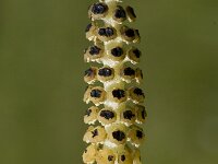 Equisetum palustre 3, Lidrus, Saxifraga-Marijke Verhagen