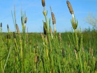 Equisetum palustre 30, Lidrus, Saxifraga-Ed Stikvoort