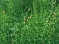 Equisetum palustre 4, Lidrus, Saxifraga-Piet Zomerdijk