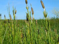 Equisetum palustre 7, Lidrus, Saxifraga-Ed Stikvoort