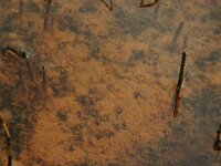 Equisetum palustre 7, Lidrus, Saxifraga-Hans Boll