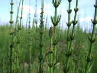 Equisetum palustre 8, Lidrus, Saxifraga-Rudmer Zwerver