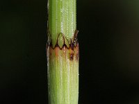 Equisetum ramosissimum