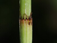 Equisetum ramosissimum 1, Vertakte paardenstaart, Saxifraga-Rutger Barendse