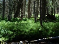 Equisetum sylvaticum, Woodland Horsetail