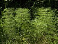 Equisetum sylvaticum 10, Bospaardenstaart, Saxifraga-Jan van der Straaten