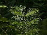 Equisetum sylvaticum 14, Bospaardenstaart, Saxifraga-Jan van der Straaten